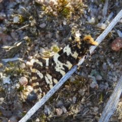 Ardiosteres moretonella (Scruffy Case Moth) at Kambah, ACT - 11 Mar 2019 by MatthewFrawley