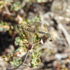 Comptosia sp. (genus) (Unidentified Comptosia bee fly) at Kambah, ACT - 11 Mar 2019 by MatthewFrawley