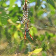 Trichonephila edulis (Golden orb weaver) at Kambah, ACT - 11 Mar 2019 by MatthewFrawley