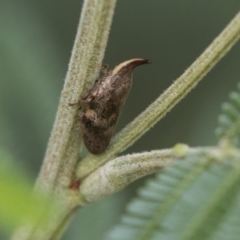 Philagra parva (Beaked spittlebug) at Queanbeyan East, NSW - 12 Mar 2019 by AlisonMilton