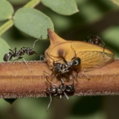 Sextius virescens (Acacia horned treehopper) at Queanbeyan East, NSW - 13 Mar 2019 by AlisonMilton