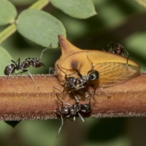 Sextius virescens at Queanbeyan East, NSW - 13 Mar 2019 11:08 AM