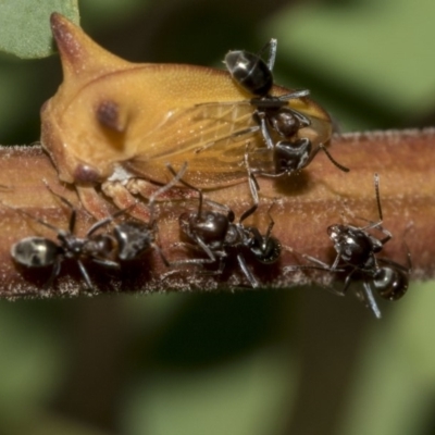 Iridomyrmex rufoniger (Tufted Tyrant Ant) at Queanbeyan River - 13 Mar 2019 by AlisonMilton