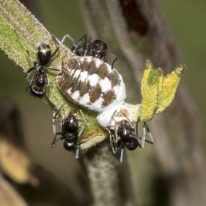 Melanococcus albizziae at Queanbeyan East, NSW - 13 Mar 2019