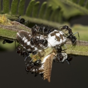 Melanococcus albizziae at Queanbeyan East, NSW - 13 Mar 2019