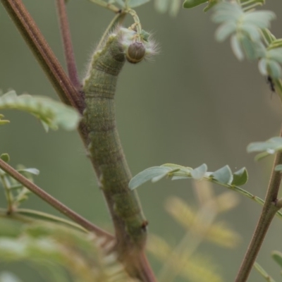 Pararguda nasuta (Wattle Snout Moth) at Queanbeyan River - 13 Mar 2019 by AlisonMilton