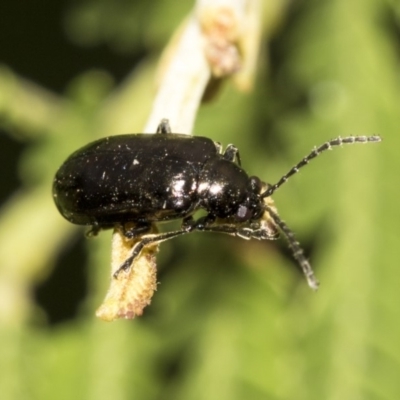 Chrysomelidae sp. (family) (Unidentified Leaf Beetle) at Queanbeyan River - 13 Mar 2019 by AlisonMilton