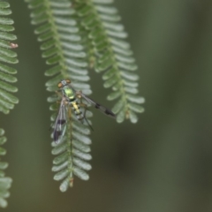 Dolichopodidae (family) (Unidentified Long-legged fly) at Queanbeyan River - 12 Mar 2019 by AlisonMilton