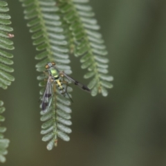 Dolichopodidae (family) (Unidentified Long-legged fly) at Queanbeyan East, NSW - 13 Mar 2019 by AlisonMilton