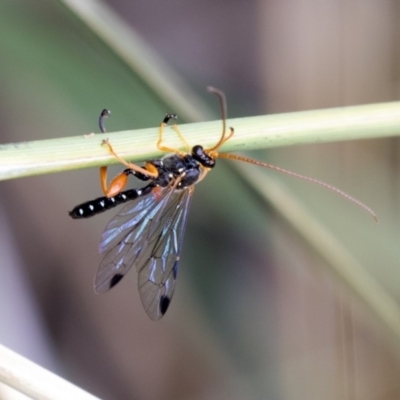 Echthromorpha intricatoria (Cream-spotted Ichneumon) at Queanbeyan River - 12 Mar 2019 by AlisonMilton