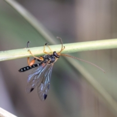 Echthromorpha intricatoria at Queanbeyan East, NSW - 13 Mar 2019 09:45 AM