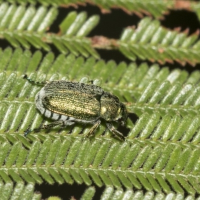 Diphucephala sp. (genus) (Green Scarab Beetle) at Queanbeyan East, NSW - 13 Mar 2019 by AlisonMilton