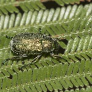 Diphucephala sp. (genus) at Queanbeyan East, NSW - 13 Mar 2019