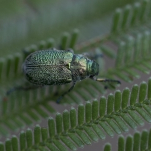 Diphucephala sp. (genus) at Queanbeyan East, NSW - 13 Mar 2019