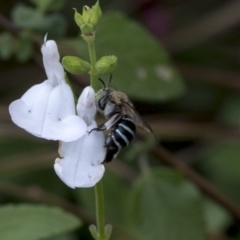 Amegilla (Zonamegilla) asserta (Blue Banded Bee) at Queanbeyan River - 12 Mar 2019 by AlisonMilton