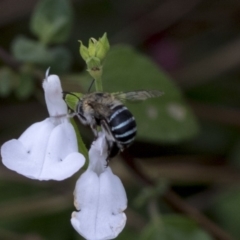 Amegilla (Zonamegilla) asserta at Queanbeyan East, NSW - 13 Mar 2019