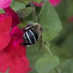 Amegilla (Zonamegilla) asserta at Queanbeyan East, NSW - 13 Mar 2019