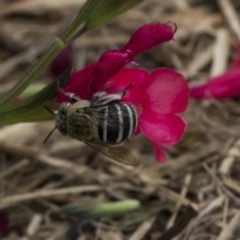 Amegilla (Zonamegilla) asserta at Queanbeyan East, NSW - 13 Mar 2019