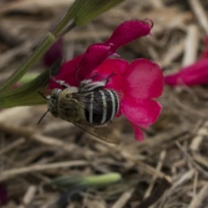 Amegilla (Zonamegilla) asserta at Queanbeyan East, NSW - 13 Mar 2019