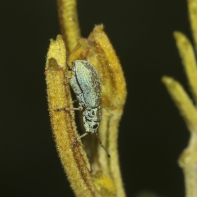 Titinia tenuis (Titinia weevil) at Queanbeyan River - 12 Mar 2019 by AlisonMilton