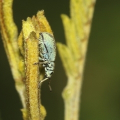 Titinia tenuis at Queanbeyan East, NSW - 13 Mar 2019