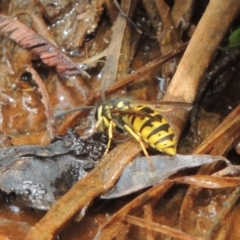 Vespula germanica (European Wasp, German Yellowjacket Wasp) at Rob Roy Range - 16 Feb 2019 by MichaelBedingfield