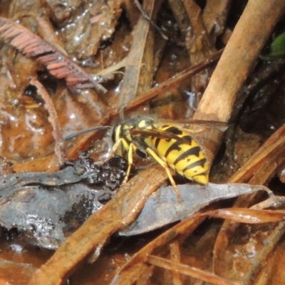 Vespula germanica (European wasp) at Banks, ACT - 16 Feb 2019 by MichaelBedingfield