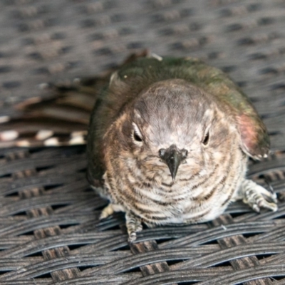 Chrysococcyx lucidus (Shining Bronze-Cuckoo) at Chapman, ACT - 14 Mar 2019 by SWishart