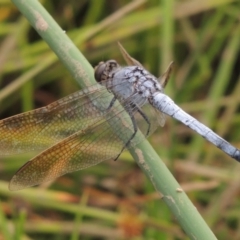 Orthetrum caledonicum (Blue Skimmer) at Banks, ACT - 16 Feb 2019 by MichaelBedingfield