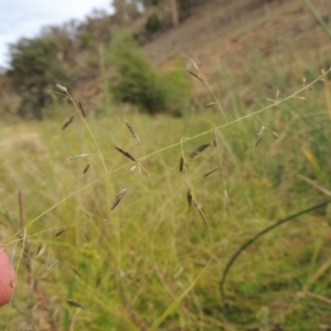 Eragrostis brownii at Banks, ACT - 16 Feb 2019 05:44 PM