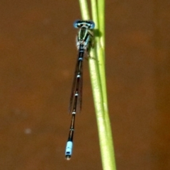 Austroagrion watsoni (Eastern Billabongfly) at Hall, ACT - 17 Feb 2019 by jbromilow50