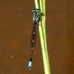 Austroagrion watsoni at Hall, ACT - 18 Feb 2019