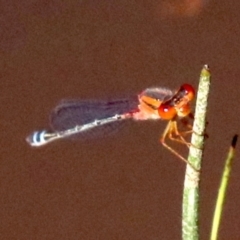 Xanthagrion erythroneurum (Red & Blue Damsel) at Hall, ACT - 17 Feb 2019 by jbromilow50