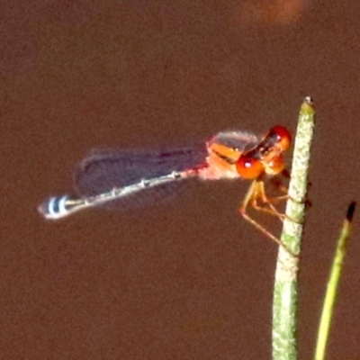 Xanthagrion erythroneurum (Red & Blue Damsel) at Hall, ACT - 18 Feb 2019 by jb2602