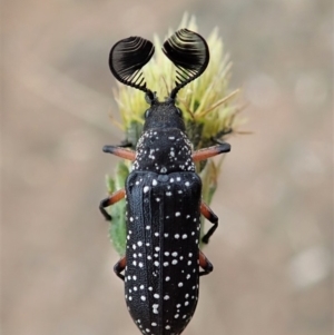 Rhipicera (Agathorhipis) femorata at Dunlop, ACT - 14 Mar 2019