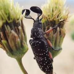 Rhipicera (Agathorhipis) femorata at Dunlop, ACT - 14 Mar 2019