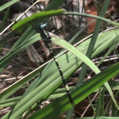 Parasynthemis regina (Royal Tigertail) at Hall, ACT - 18 Feb 2019 by jbromilow50