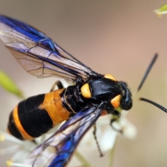 Pterygophorus cinctus (Bottlebrush sawfly) at Macquarie, ACT - 29 Dec 2016 by Heino1