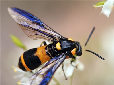 Pterygophorus cinctus (Bottlebrush sawfly) at Macquarie, ACT - 28 Dec 2016 by Heino1