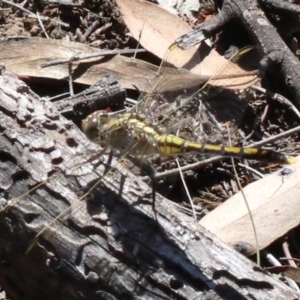 Orthetrum caledonicum at Majura, ACT - 14 Feb 2019