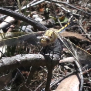 Orthetrum caledonicum at Majura, ACT - 14 Feb 2019