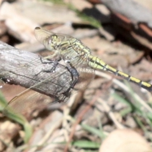 Orthetrum caledonicum at Majura, ACT - 14 Feb 2019