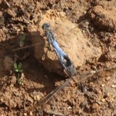 Orthetrum caledonicum (Blue Skimmer) at Majura, ACT - 12 Mar 2019 by jb2602