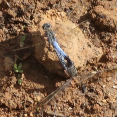 Orthetrum caledonicum (Blue Skimmer) at Majura, ACT - 12 Mar 2019 by jb2602