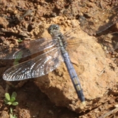 Orthetrum caledonicum at Majura, ACT - 12 Mar 2019