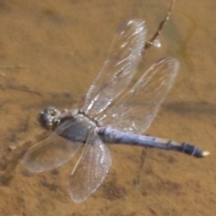 Orthetrum caledonicum at Majura, ACT - 12 Mar 2019