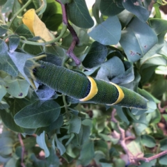 Charaxes sempronius (Tailed Emperor) at Pambula Preschool - 8 Mar 2019 by elizabethgleeson