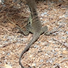 Intellagama lesueurii howittii (Gippsland Water Dragon) at Paddys River, ACT - 21 Feb 2019 by jbromilow50