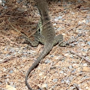 Intellagama lesueurii howittii at Paddys River, ACT - 21 Feb 2019 01:02 PM