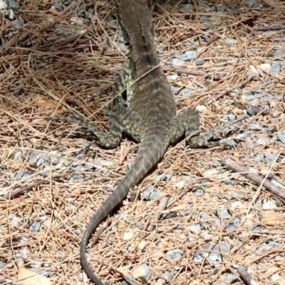 Intellagama lesueurii howittii (Gippsland Water Dragon) at Paddys River, ACT - 21 Feb 2019 by jbromilow50